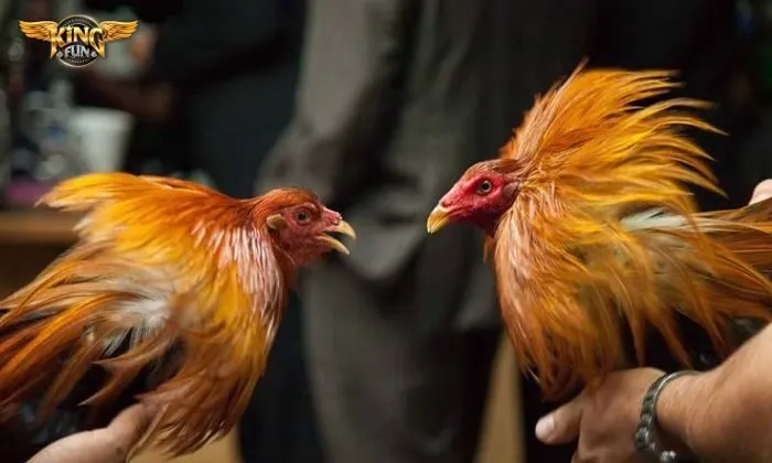 Nắm chắc luật chơi trước khi vào tiền đá gà tại nhà cái 